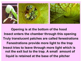 Opening is at the bottom of the hood Insect enters the chamber through this opening Truly translucent patches are called fenestrations  Fenestrations provide more light to the trap Insect tries to leave through more light which is not the exit but to the trap. A small   amount of  liquid is retained at the base of the pitcher  