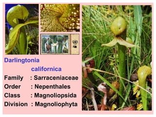 Darlingtonia californica Family  : Sarraceniaceae  Order  : Nepenthales Class  : Magnoliopsida  Division  : Magnoliophyta 
