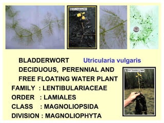 BLADDERWORT  Utricularia vulgaris DECIDUOUS,  PERENNIAL AND FREE FLOATING WATER PLANT FAMILY  : LENTIBULARIACEAE ORDER  : LAMIALES CLASS  : MAGNOLIOPSIDA  DIVISION : MAGNOLIOPHYTA 
