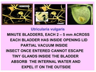 Utricularia vulgaris MINUTE BLADDERS, EACH 2 – 5 mm ACROSS EACH BLADDER HAS INSIDE OPENING LID  PARTIAL VACUUM INSIDE  INSECT ONCE ENTERED CANNOT ESCAPE  TINY GLANDS INSIDE THE BLADDER  ABSORB  THE INTERNAL WATER AND EXPEL IT ON THE OUTSIDE 