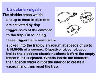 Utricularia vulgaris The bladder traps which  are up to 5mm in diameter are activated by tiny  trigger-hairs at the entrance  to the trap. On touching  these trigger hairs insects are sucked into the trap by a vacuum at speeds of up to 1/15,000th of a second. Digestive juices released inside the bladders absorb nutrients before the empty insect husk is ejected. Glands inside the bladders then absorb water out of the interior to create a vacuum and thus reset the trap. 