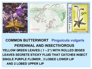 COMMON BUTTERWORT  Pinguicula vulgaris PERENNIAL AND INSECTIVOROUS YELLOW GREEN LEAVES ( 1 – 2”) WITH ROLLED EDGES LEAVES SECRETE STICKY FLUID THAT CATCHES INSECT SINGLE PURPLE FLOWER , 3 LOBED LOWER LIP  AND 2 LOBED UPPER LIP 
