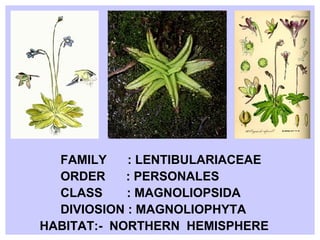 FAMILY  : LENTIBULARIACEAE ORDER  : PERSONALES CLASS  : MAGNOLIOPSIDA DIVIOSION : MAGNOLIOPHYTA HABITAT:-  NORTHERN  HEMISPHERE 