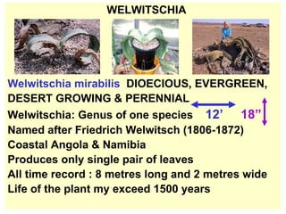 WELWITSCHIA Welwitschia mirabilis  DIOECIOUS, EVERGREEN, DESERT GROWING & PERENNIAL  Welwitschia: Genus of one species  12’  18” Named after Friedrich Welwitsch (1806-1872) Coastal Angola & Namibia Produces only single pair of leaves  All time record : 8 metres long and 2 metres wide  Life of the plant my exceed 1500 years 