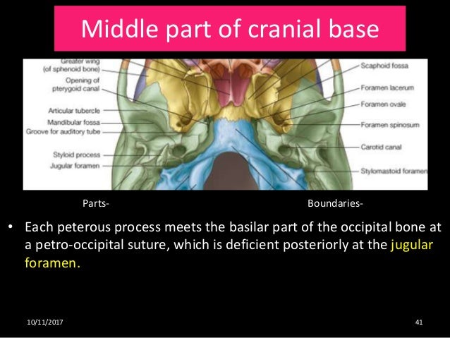 Osteology and radiological anatomy of skull and cervical Bones (Part