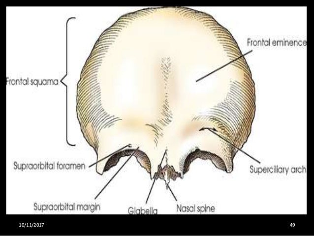 Osteology and radiological anatomy of skull and cervical Bones (Part