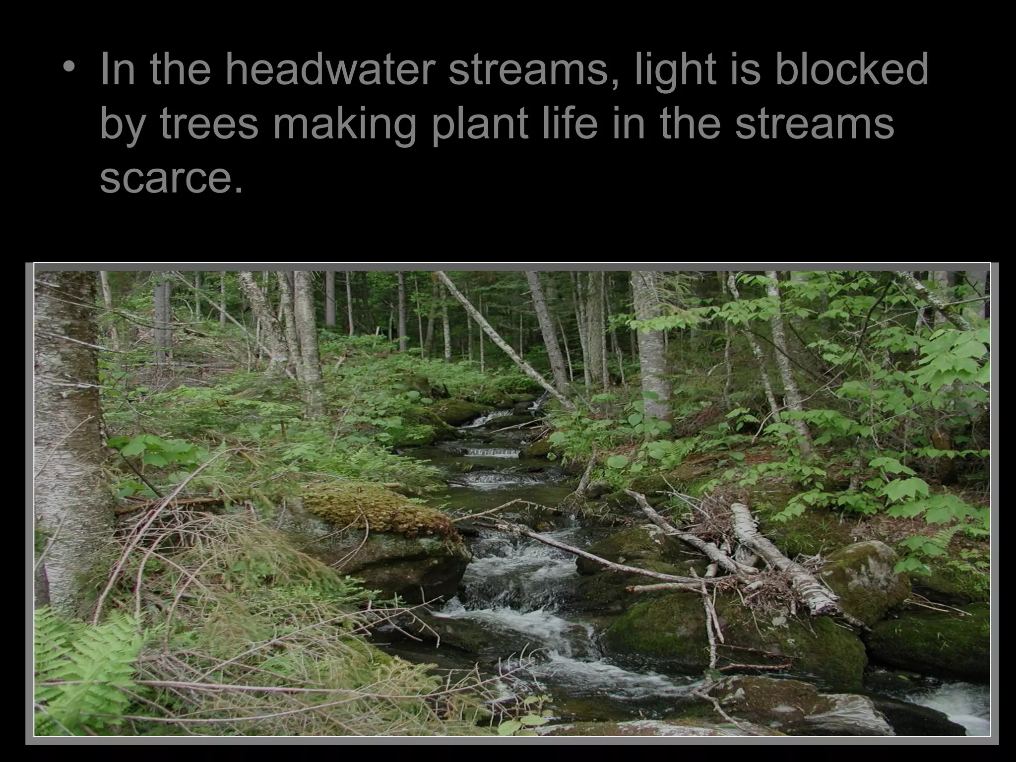 • In the headwater streams, light is blocked
by trees making plant life in the streams
scarce.
 