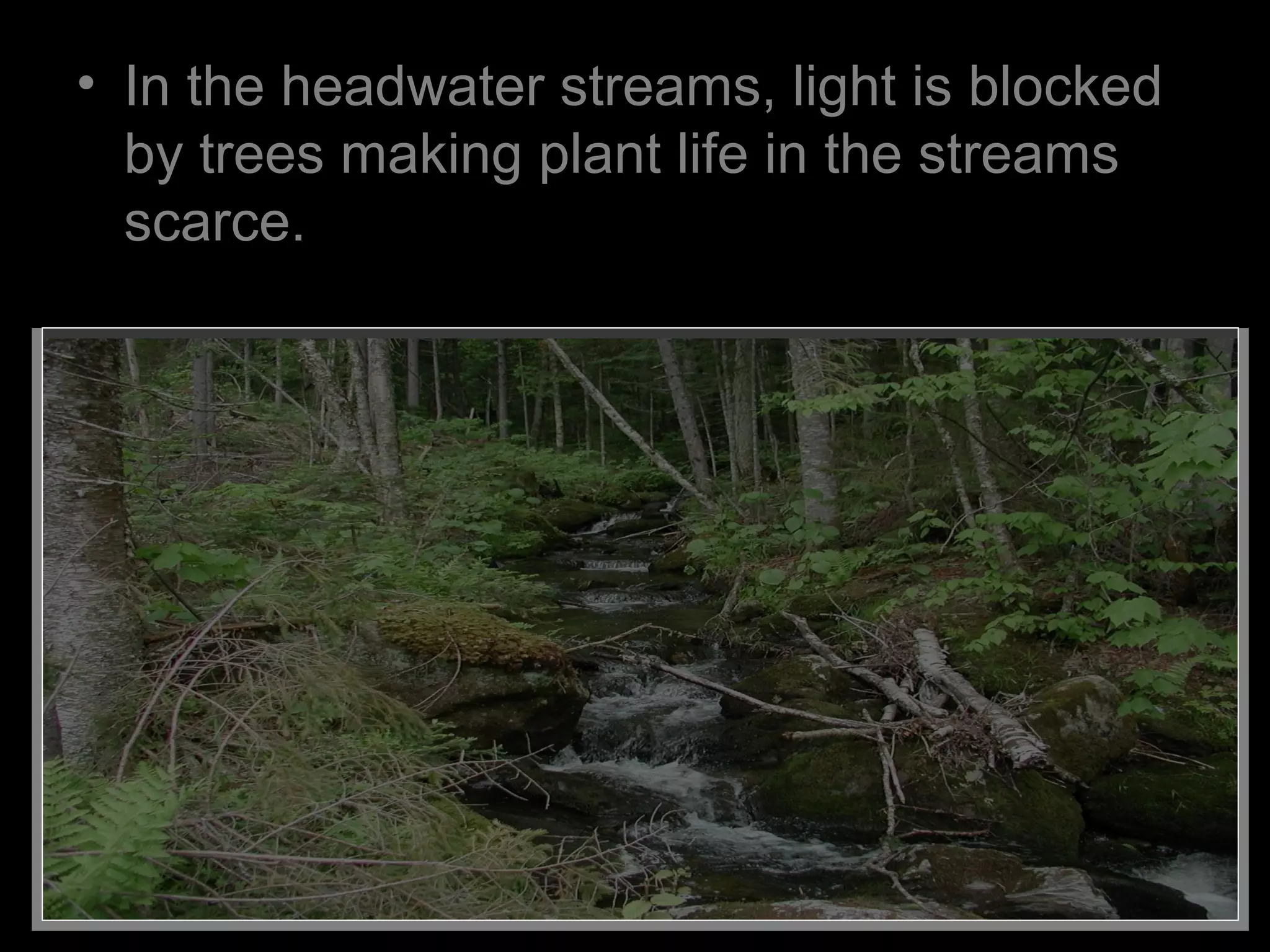 • In the headwater streams, light is blocked
by trees making plant life in the streams
scarce.
 