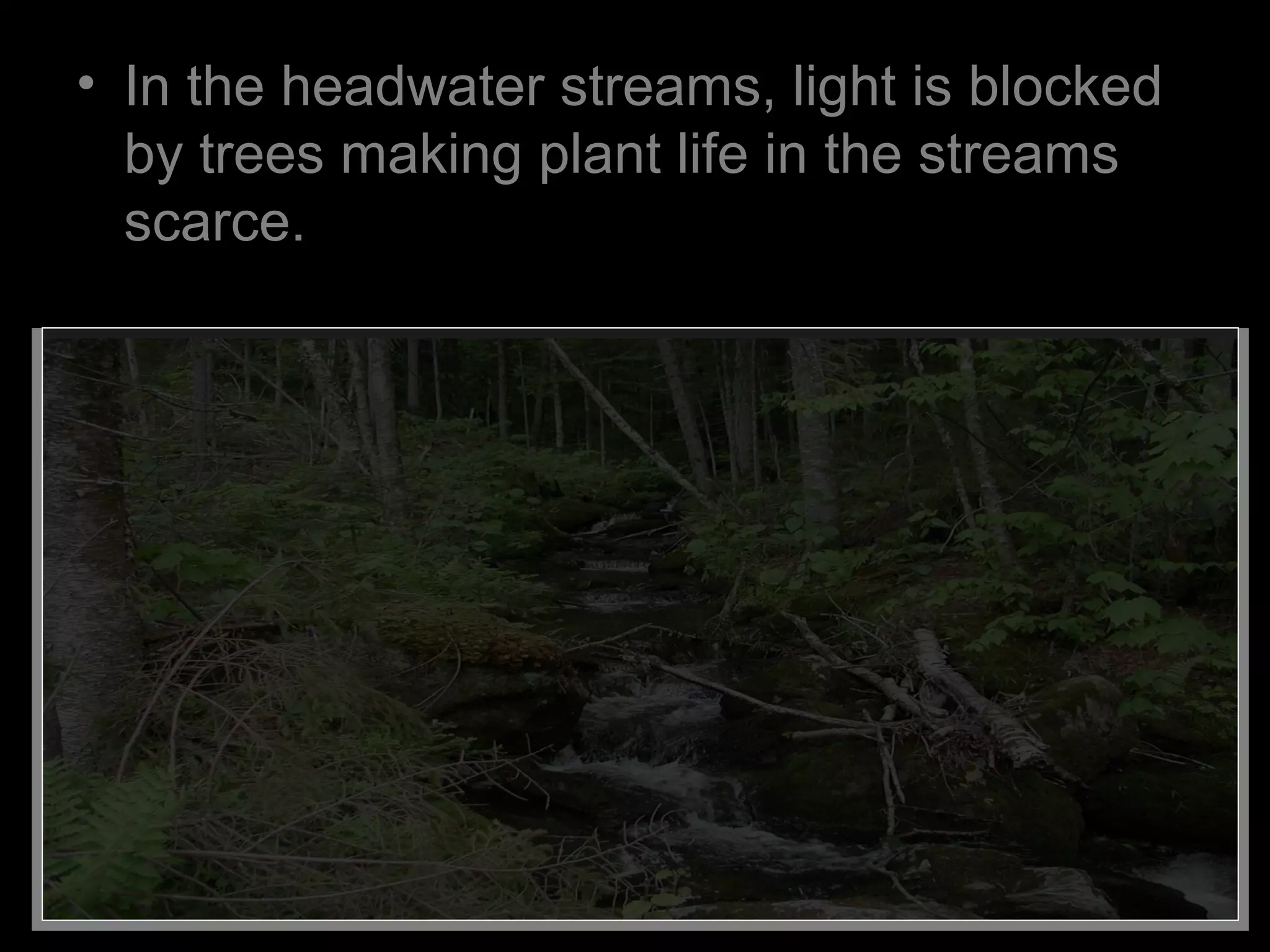 • In the headwater streams, light is blocked
by trees making plant life in the streams
scarce.
 