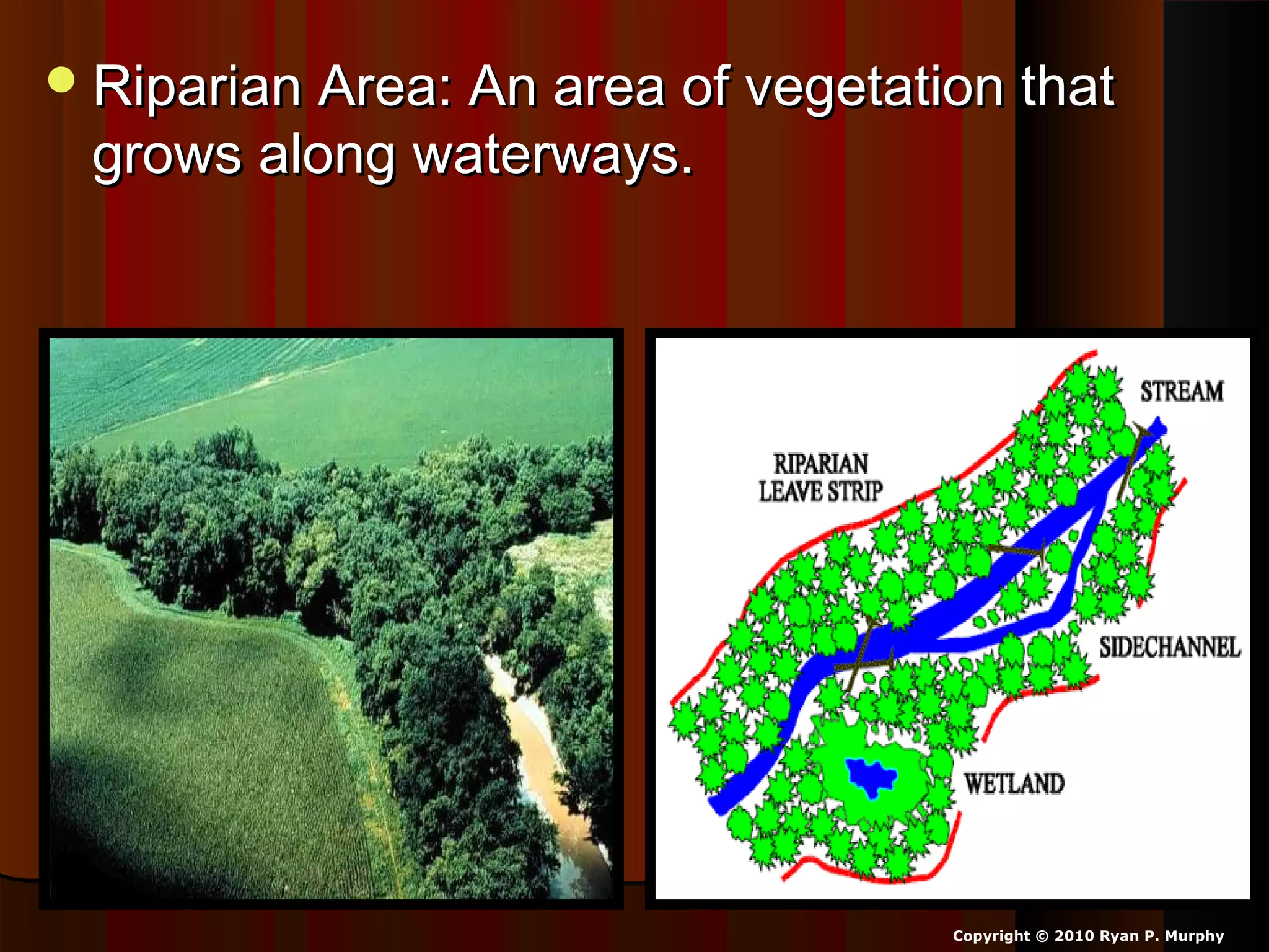 Riparian Area: An area of vegetation thatRiparian Area: An area of vegetation that
grows along waterways.grows along waterways.
Copyright © 2010 Ryan P. Murphy
 