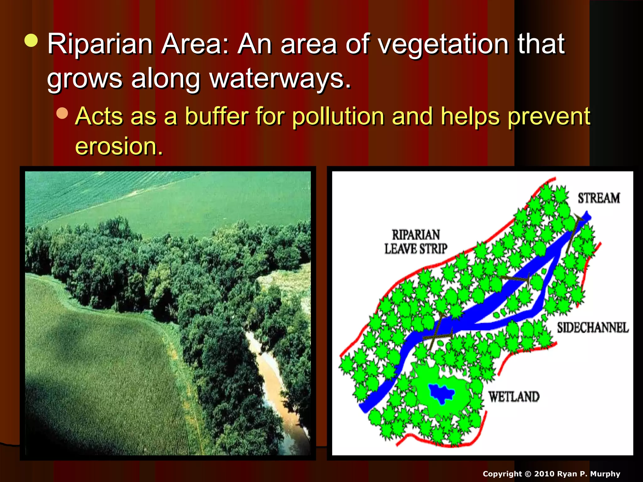 Riparian Area: An area of vegetation thatRiparian Area: An area of vegetation that
grows along waterways.grows along waterways.
Acts as a buffer for pollution and helps preventActs as a buffer for pollution and helps prevent
erosion.erosion.
Copyright © 2010 Ryan P. Murphy
 