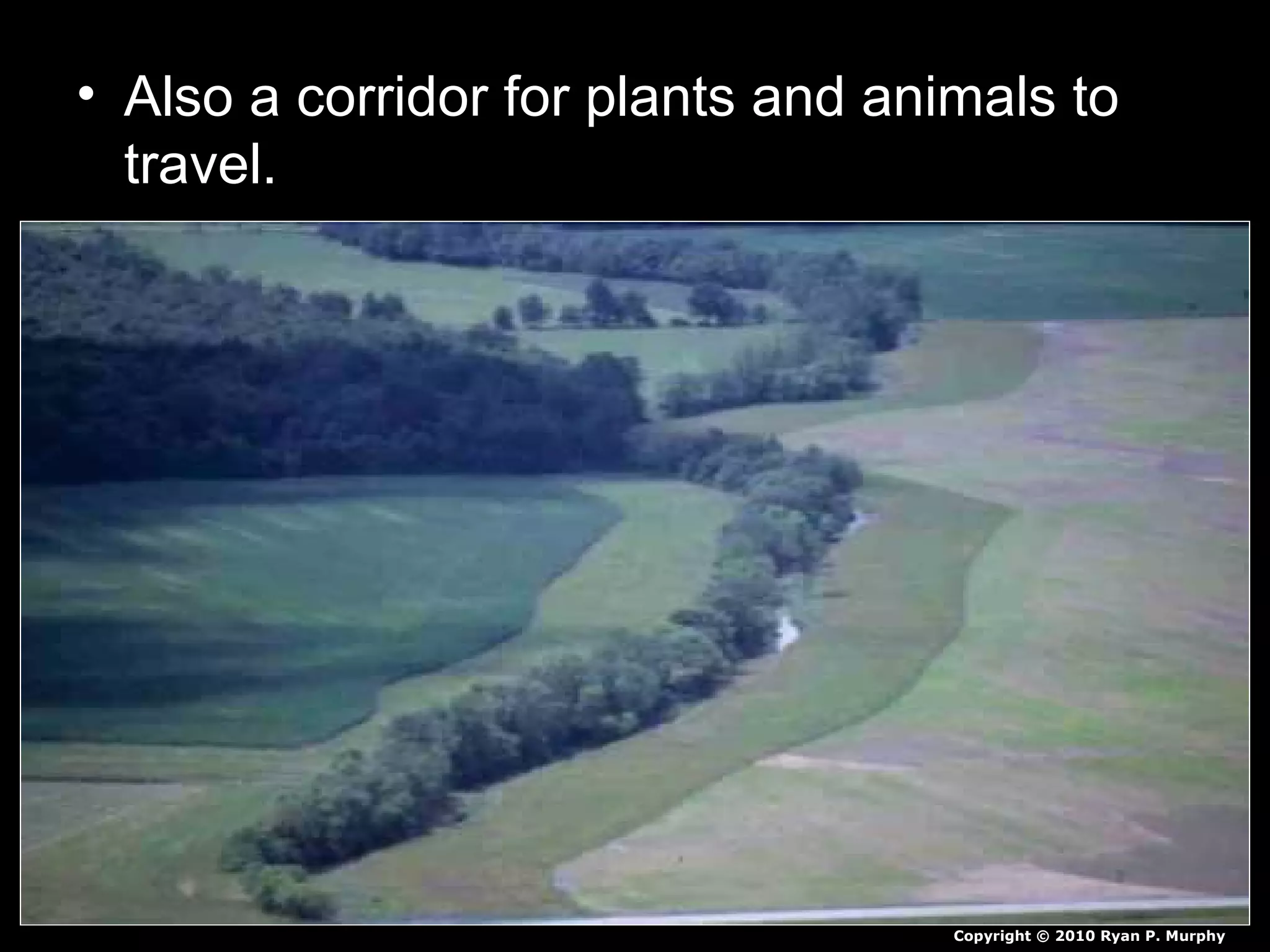 • Also a corridor for plants and animals to
travel.
Copyright © 2010 Ryan P. Murphy
 