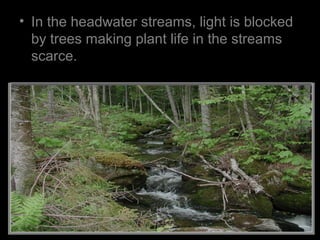 • In the headwater streams, light is blocked
by trees making plant life in the streams
scarce.
 