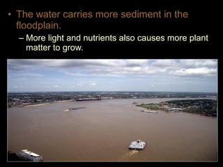 • The water carries more sediment in the
floodplain.
– More light and nutrients also causes more plant
matter to grow.
 