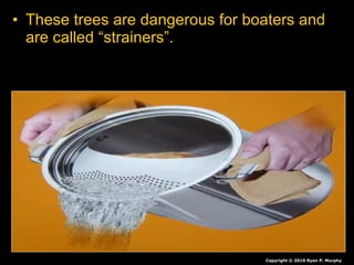 • These trees are dangerous for boaters and
are called “strainers”.
Copyright © 2010 Ryan P. Murphy
 