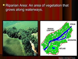Riparian Area: An area of vegetation thatRiparian Area: An area of vegetation that
grows along waterways.grows along waterways.
Copyright © 2010 Ryan P. Murphy
 