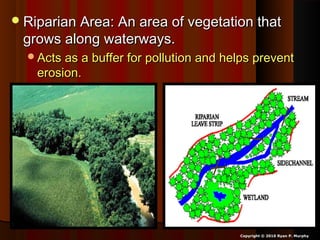 Riparian Area: An area of vegetation thatRiparian Area: An area of vegetation that
grows along waterways.grows along waterways.
Acts as a buffer for pollution and helps preventActs as a buffer for pollution and helps prevent
erosion.erosion.
Copyright © 2010 Ryan P. Murphy
 