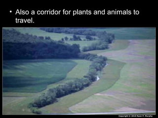 • Also a corridor for plants and animals to
travel.
Copyright © 2010 Ryan P. Murphy
 