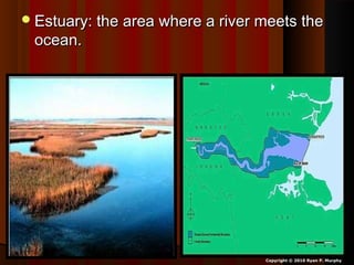 Estuary: the area where a river meets theEstuary: the area where a river meets the
ocean.ocean.
Copyright © 2010 Ryan P. Murphy
 