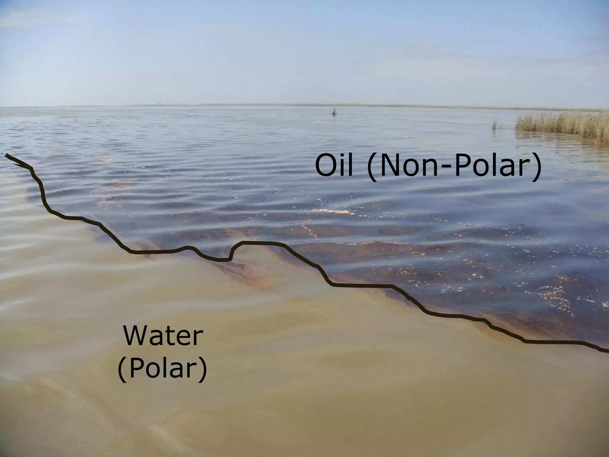 Oil (Non-Polar)
Water
(Polar)
 