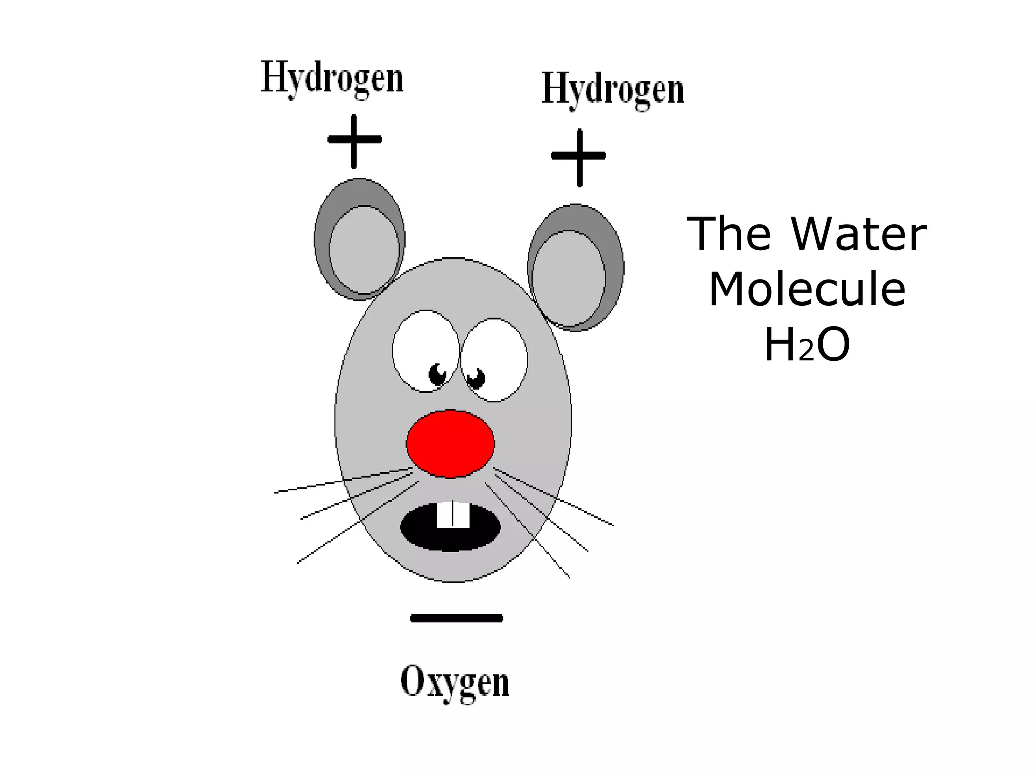 The Water
Molecule
H2O
 