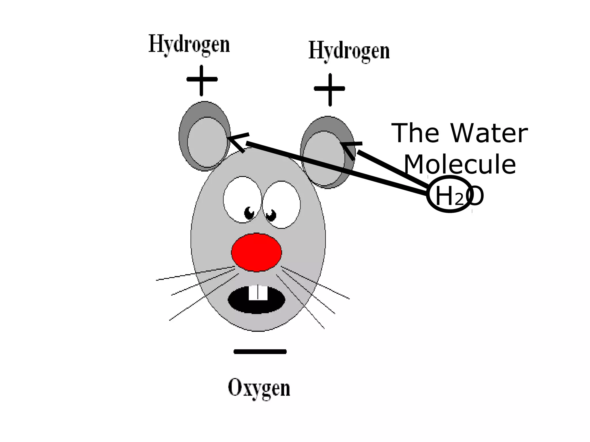 The Water
Molecule
H2O
 