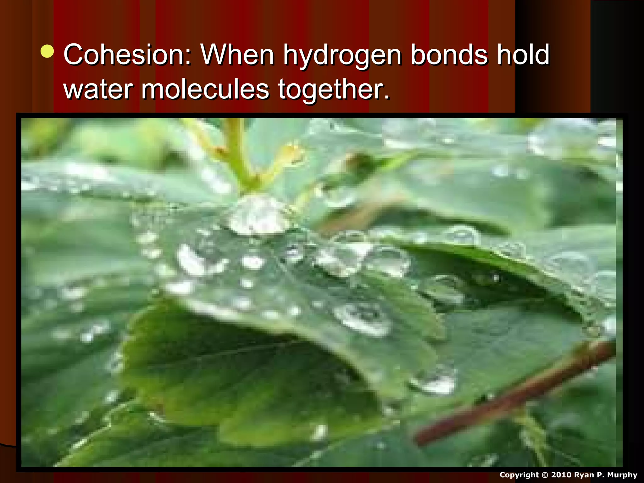 Cohesion: When hydrogen bonds holdCohesion: When hydrogen bonds hold
water molecules together.water molecules together.
Copyright © 2010 Ryan P. Murphy
 