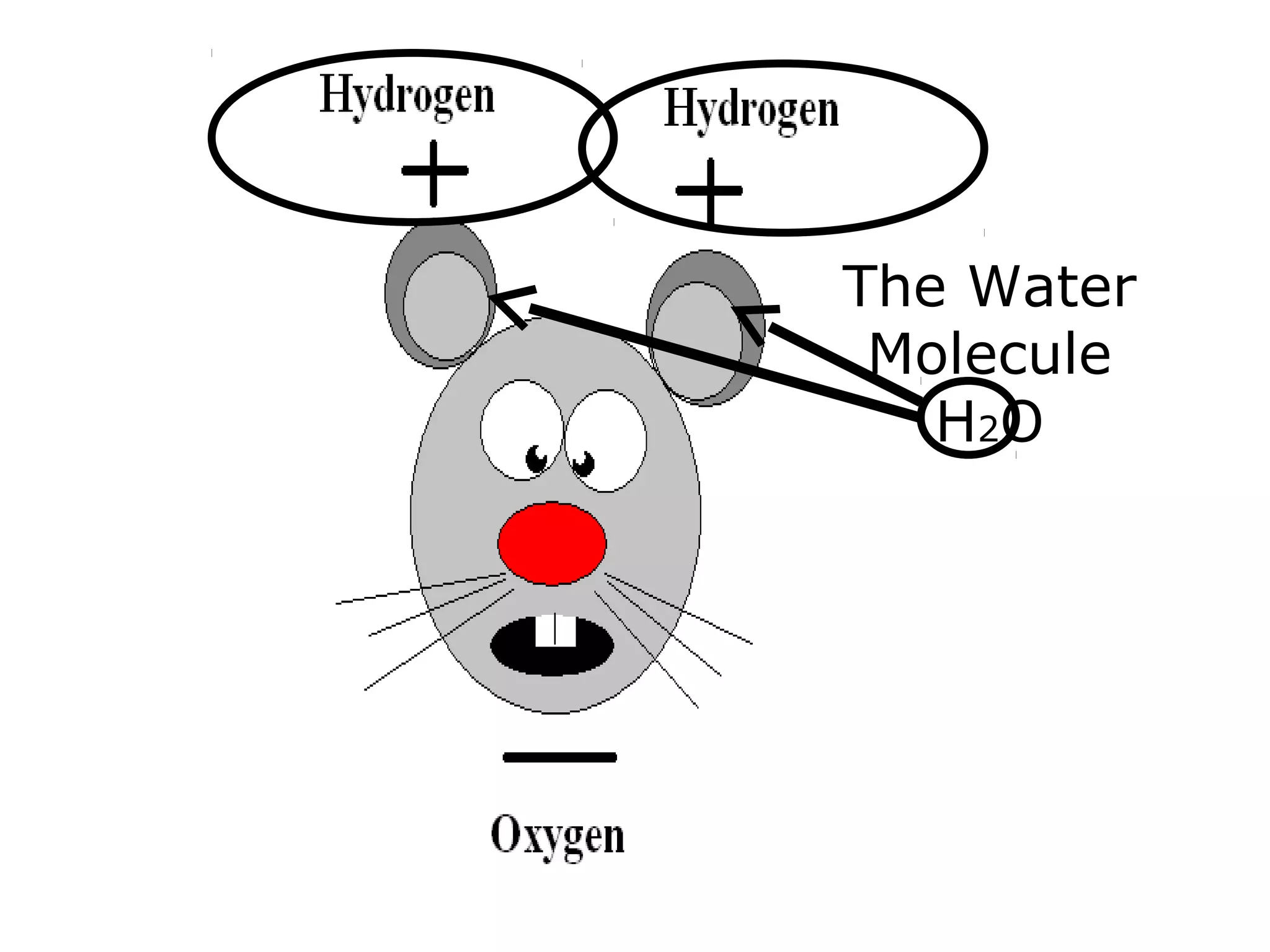 The Water
Molecule
H2O
 