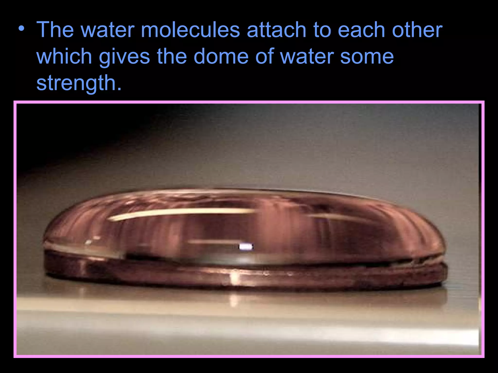 • The water molecules attach to each other
which gives the dome of water some
strength.
 