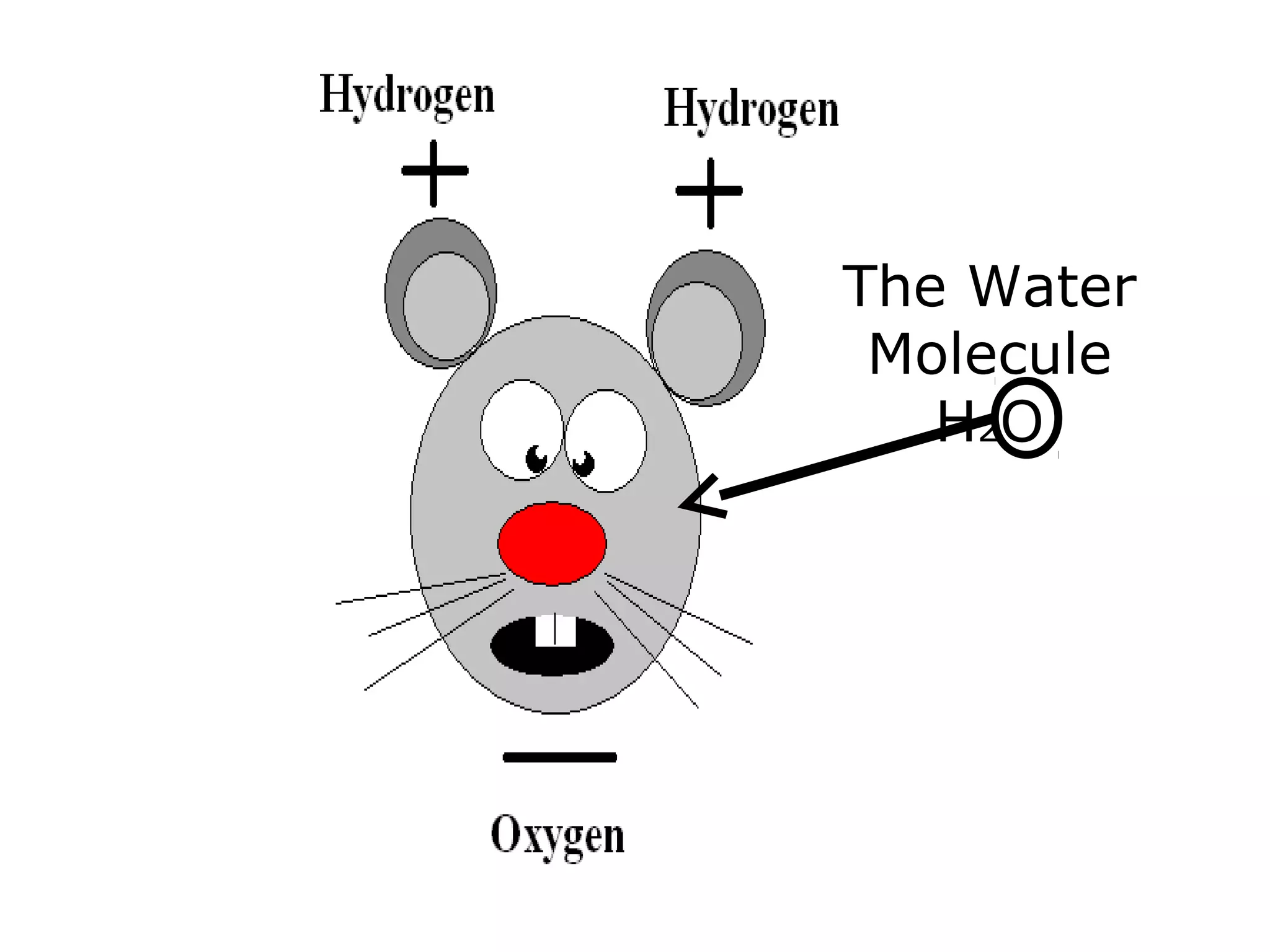 The Water
Molecule
H2O
 