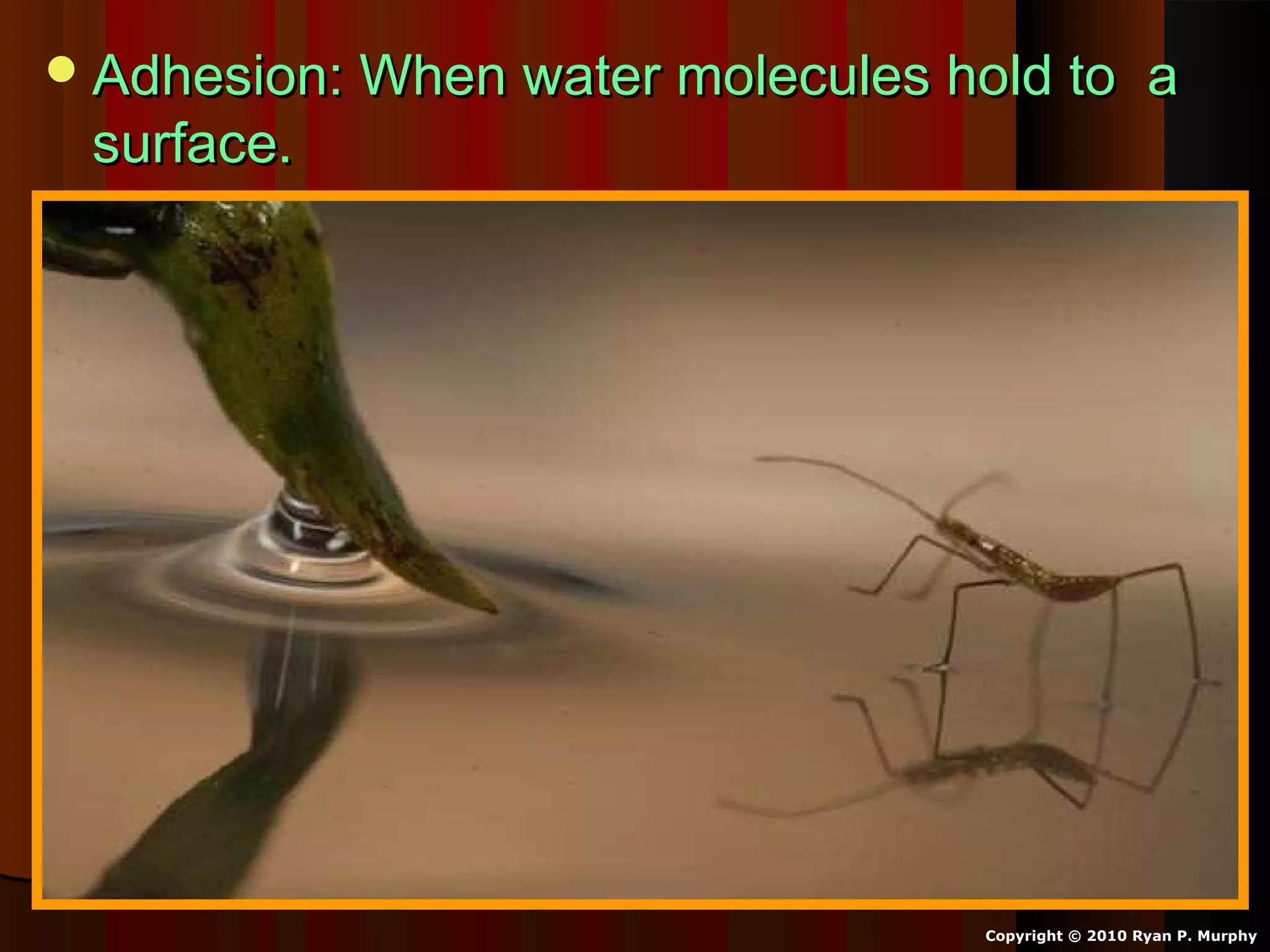 Adhesion: When water molecules hold to aAdhesion: When water molecules hold to a
surface.surface.
Copyright © 2010 Ryan P. Murphy
 