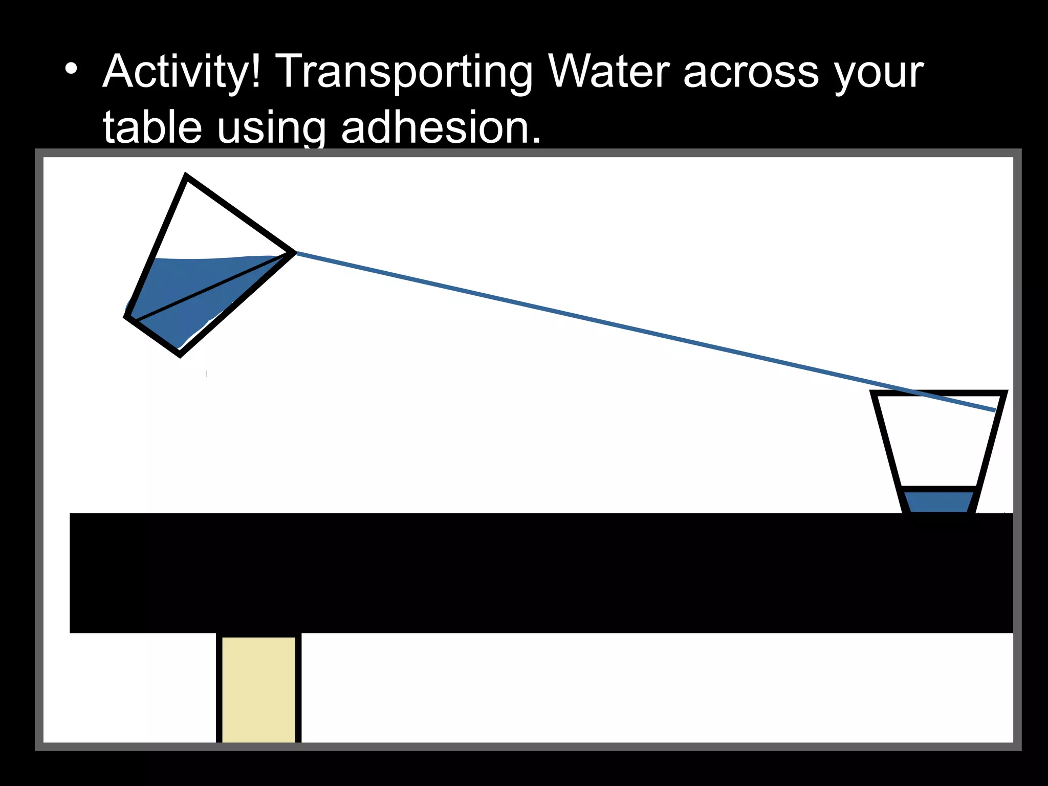 • Activity! Transporting Water across your
table using adhesion.
– Tie knots at the end of thick string.
– Secure string to the bottom of two clear
plastic cups.
– Fill one with water and food coloring and hold
high in the air.
– Keep the other near the table.
– Slowly pour the contents down the string to
the cup on the table. Adhesion!
 