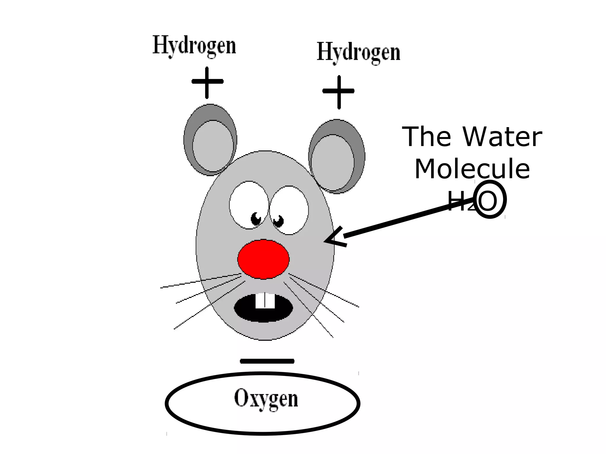 The Water
Molecule
H2O
 