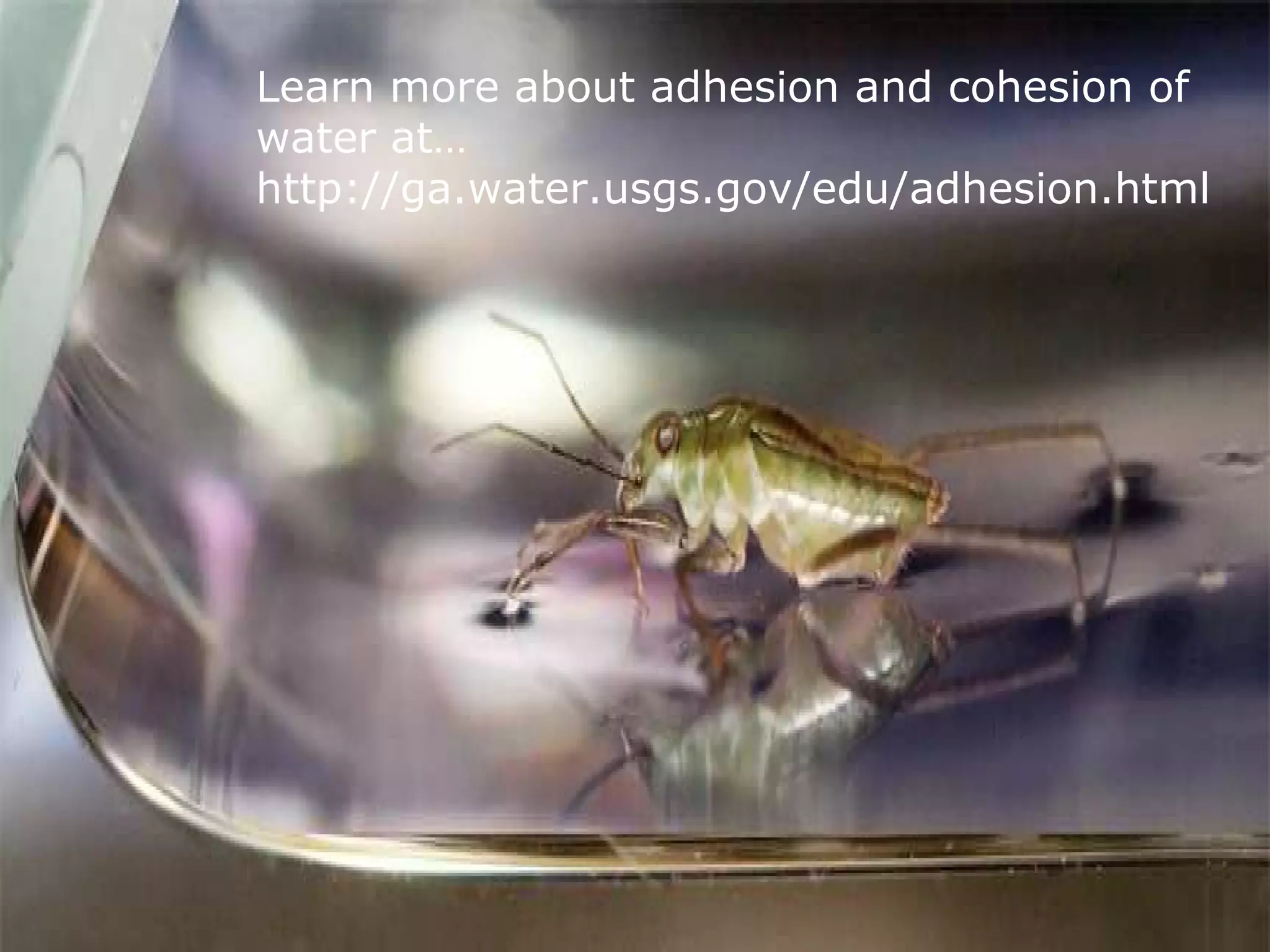 Learn more about adhesion and cohesion of
water at…
http://ga.water.usgs.gov/edu/adhesion.html
 