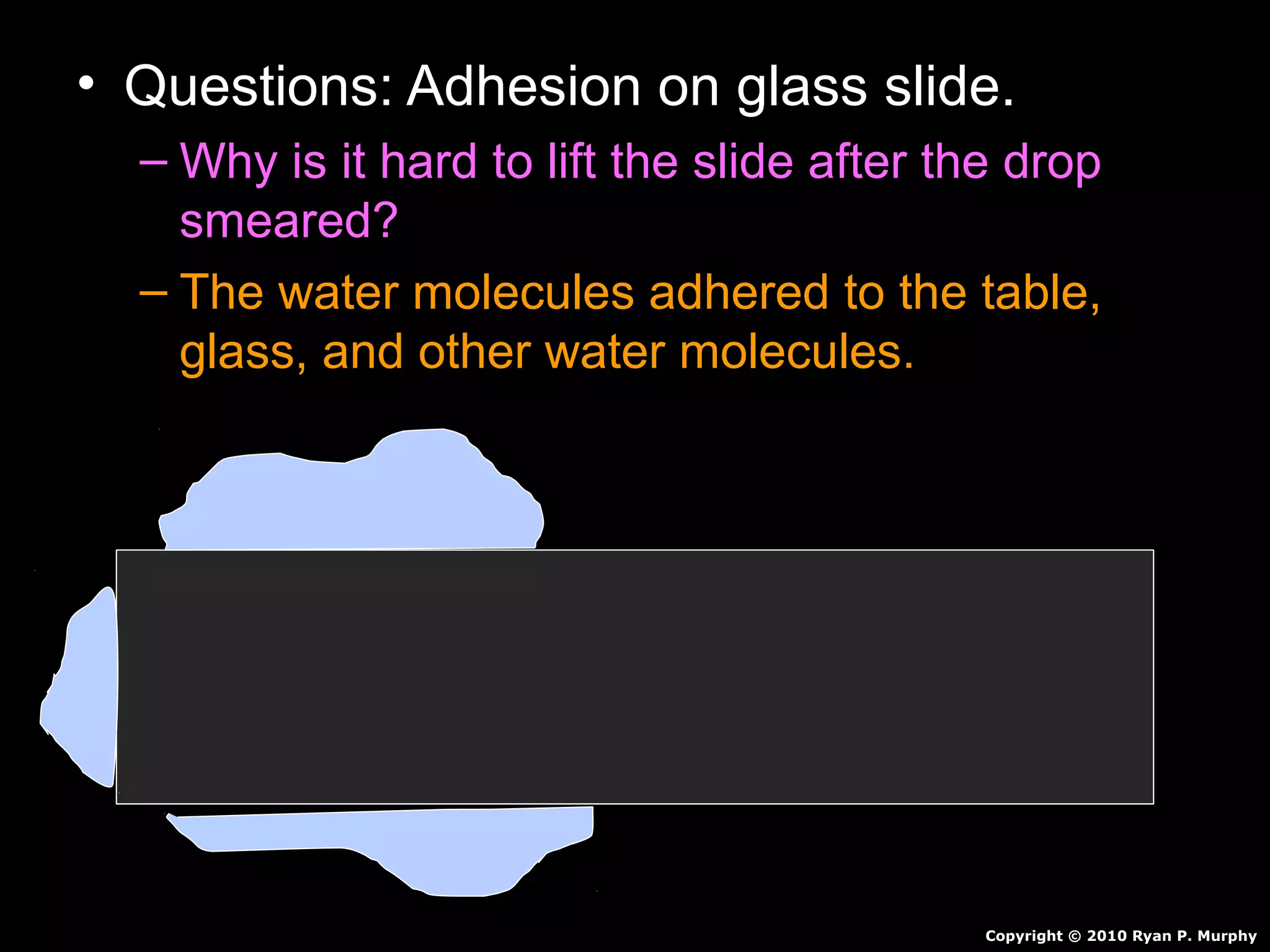 • Questions: Adhesion on glass slide.
– Why is it hard to lift the slide after the drop
smeared?
– The water molecules adhered to the table,
glass, and other water molecules.
Copyright © 2010 Ryan P. Murphy
 
