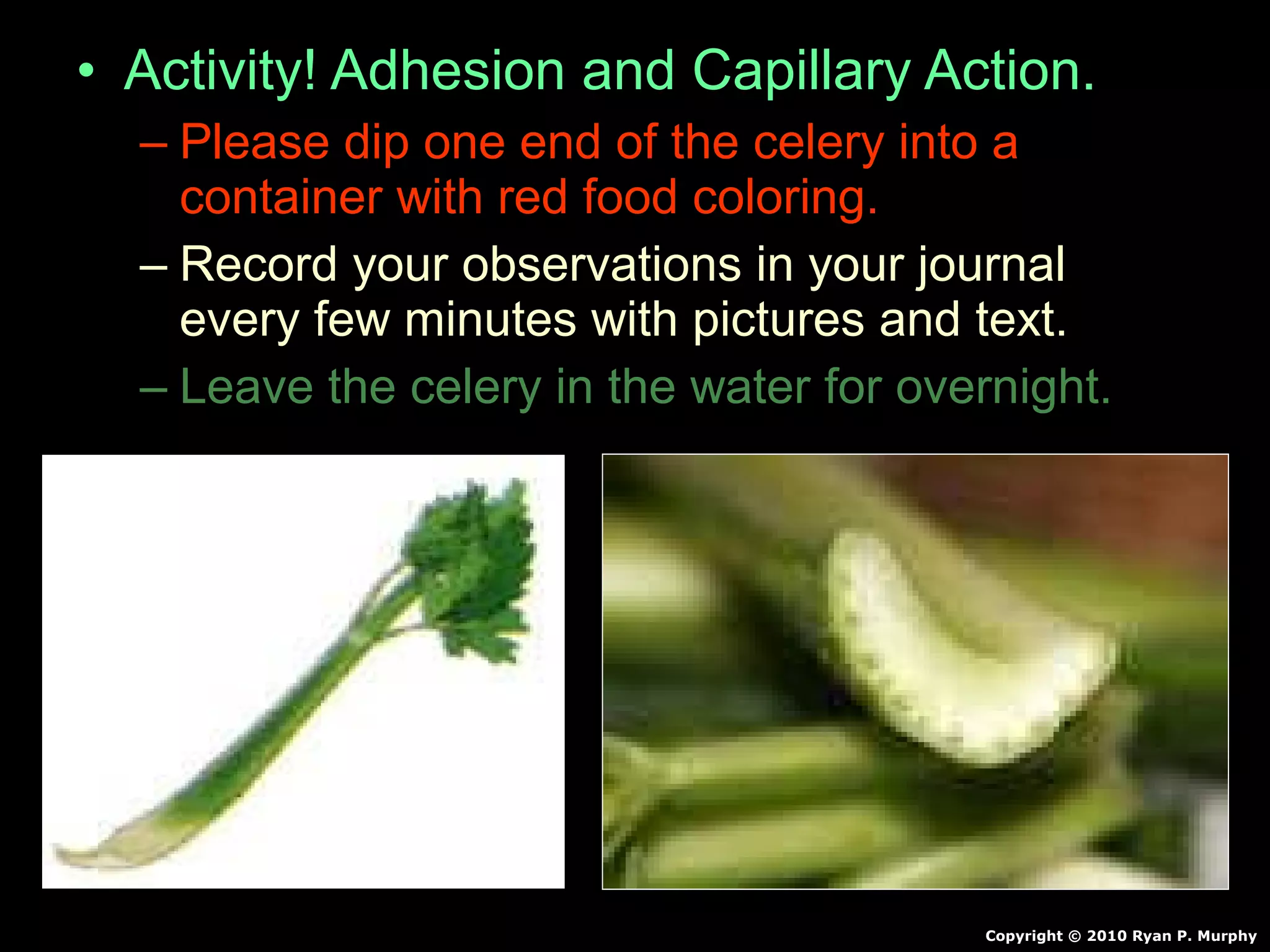 • Activity! Adhesion and Capillary Action.
– Please dip one end of the celery into a
container with red food coloring.
– Record your observations in your journal
every few minutes with pictures and text.
– Leave the celery in the water for overnight.
Copyright © 2010 Ryan P. Murphy
 