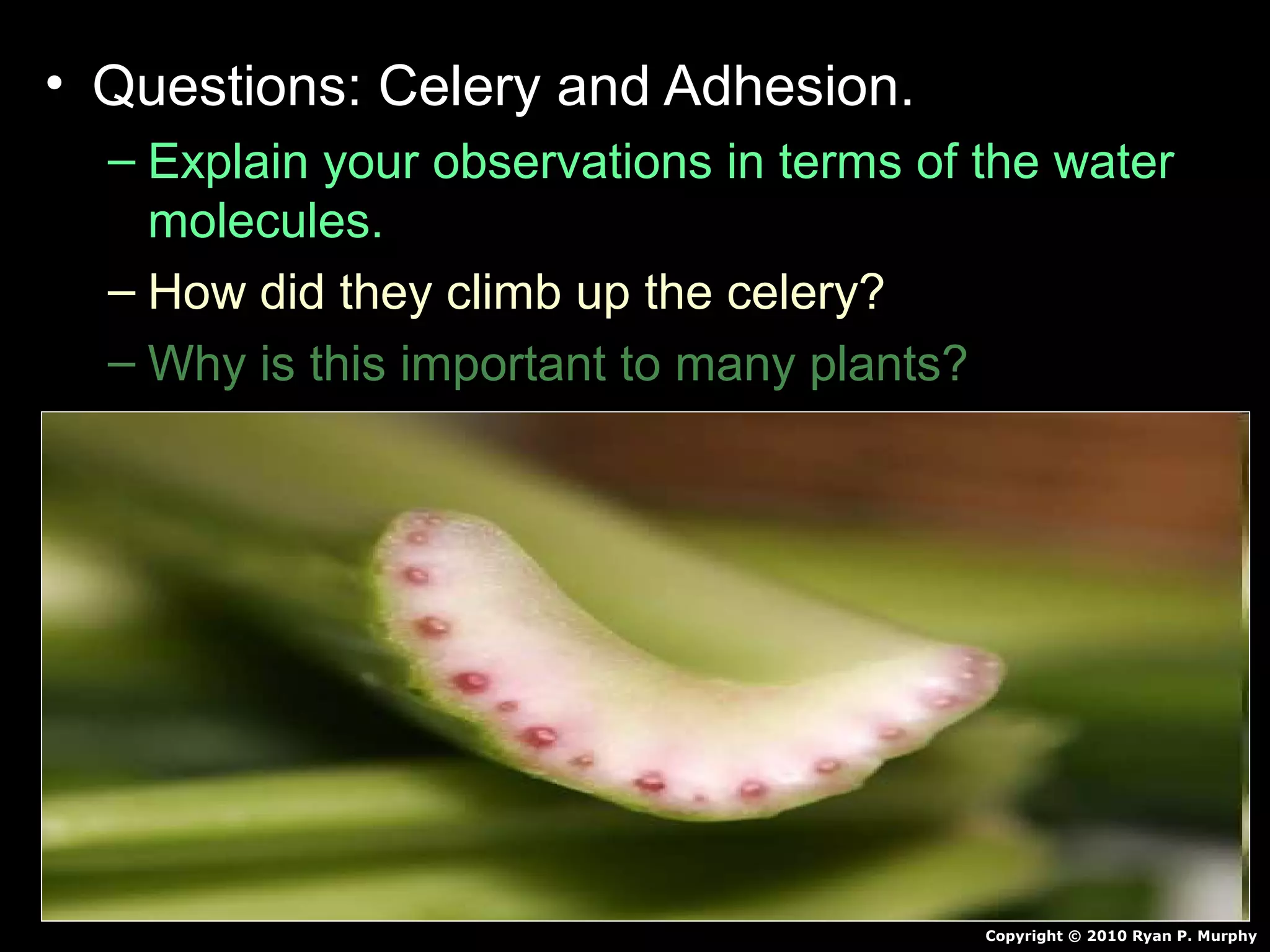 • Questions: Celery and Adhesion.
– Explain your observations in terms of the water
molecules.
– How did they climb up the celery?
– Why is this important to many plants?
Copyright © 2010 Ryan P. Murphy
 