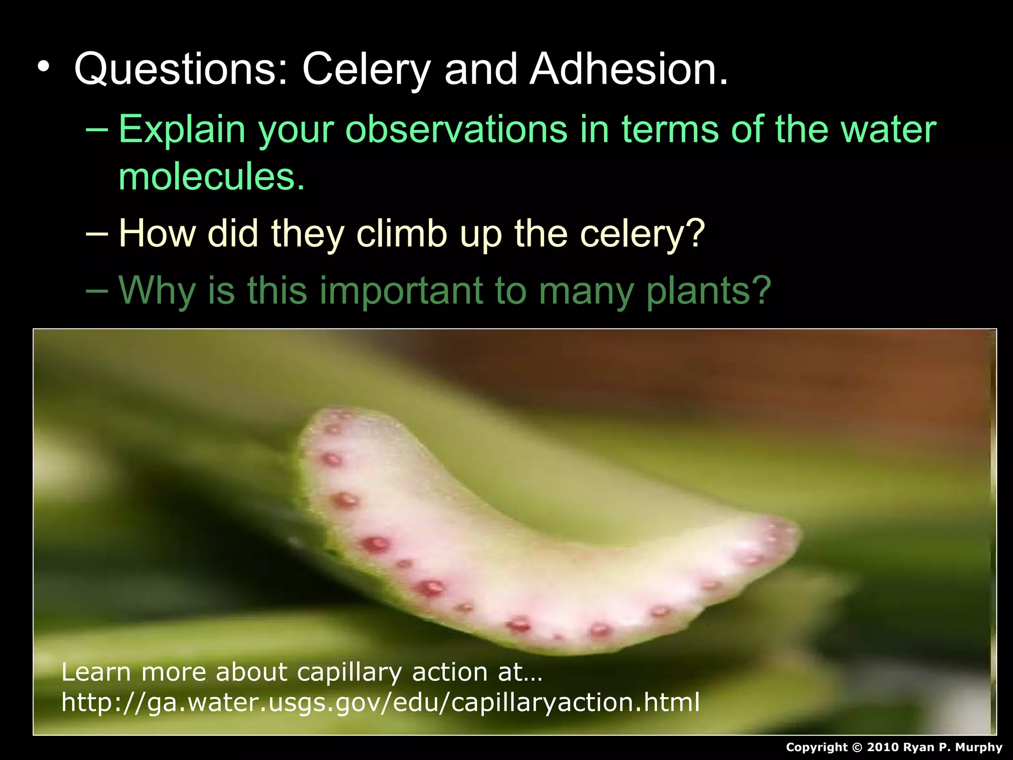• Questions: Celery and Adhesion.
– Explain your observations in terms of the water
molecules.
– How did they climb up the celery?
– Why is this important to many plants?
Copyright © 2010 Ryan P. Murphy
Learn more about capillary action at…
http://ga.water.usgs.gov/edu/capillaryaction.html
 