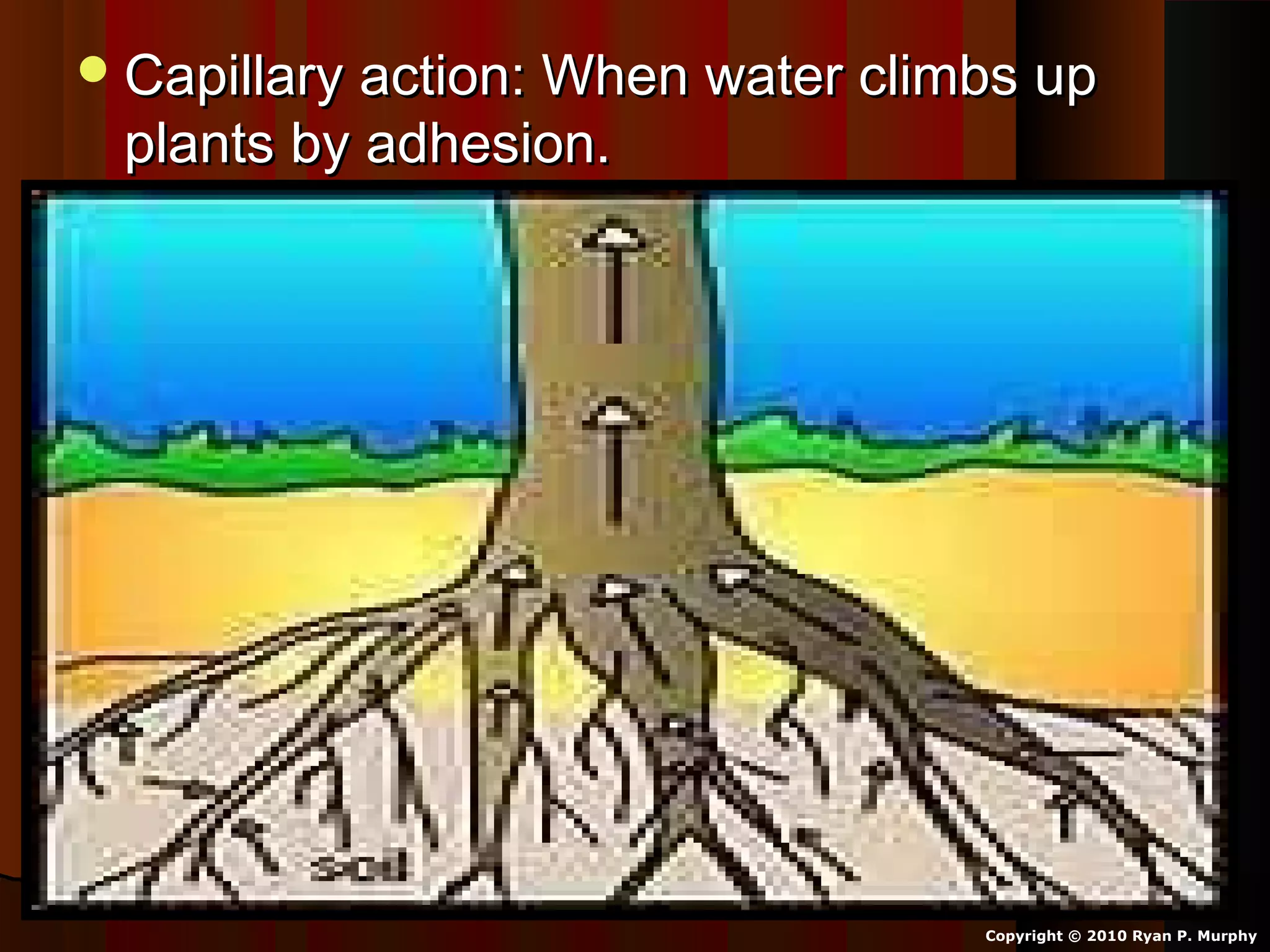 Capillary action: When water climbs upCapillary action: When water climbs up
plants by adhesion.plants by adhesion.
Copyright © 2010 Ryan P. Murphy
 