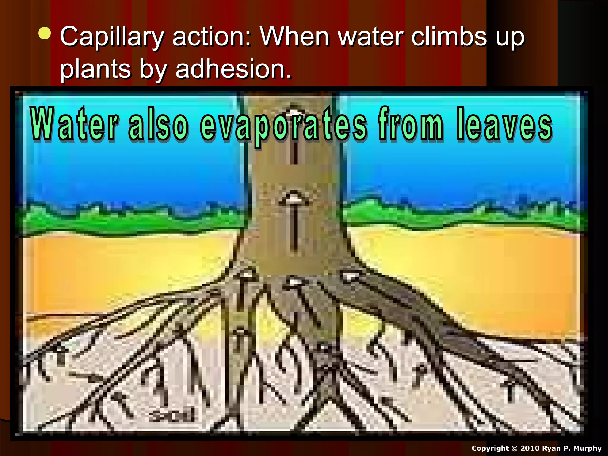 Capillary action: When water climbs upCapillary action: When water climbs up
plants by adhesion.plants by adhesion.
Copyright © 2010 Ryan P. Murphy
 
