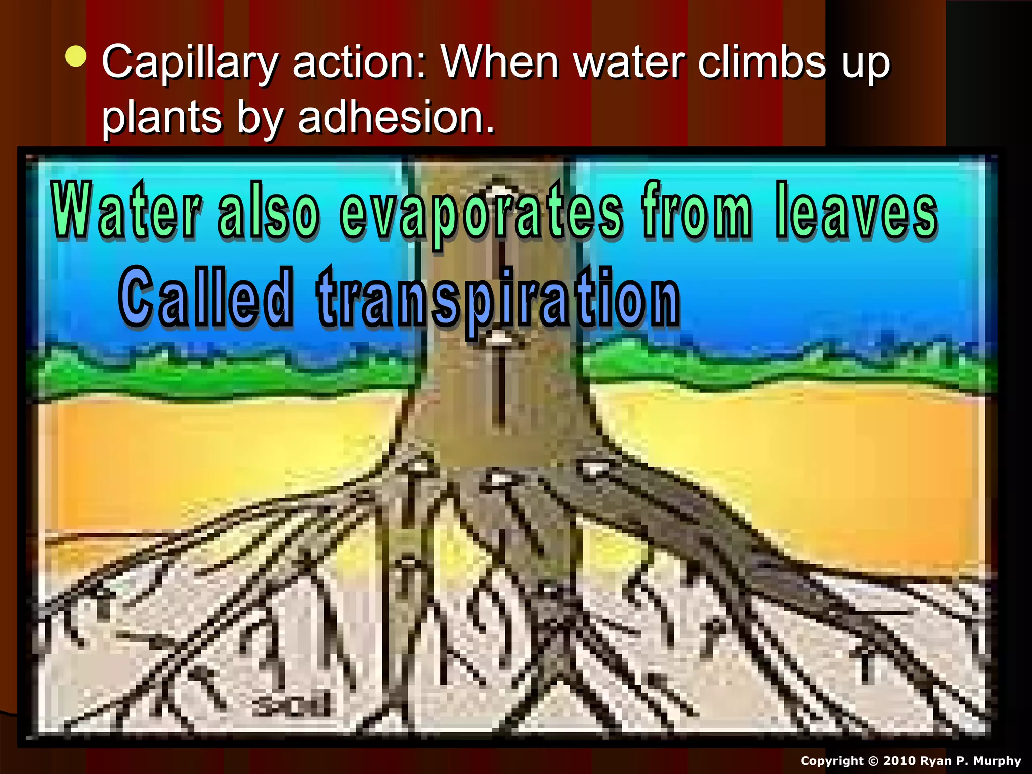Capillary action: When water climbs upCapillary action: When water climbs up
plants by adhesion.plants by adhesion.
Copyright © 2010 Ryan P. Murphy
 