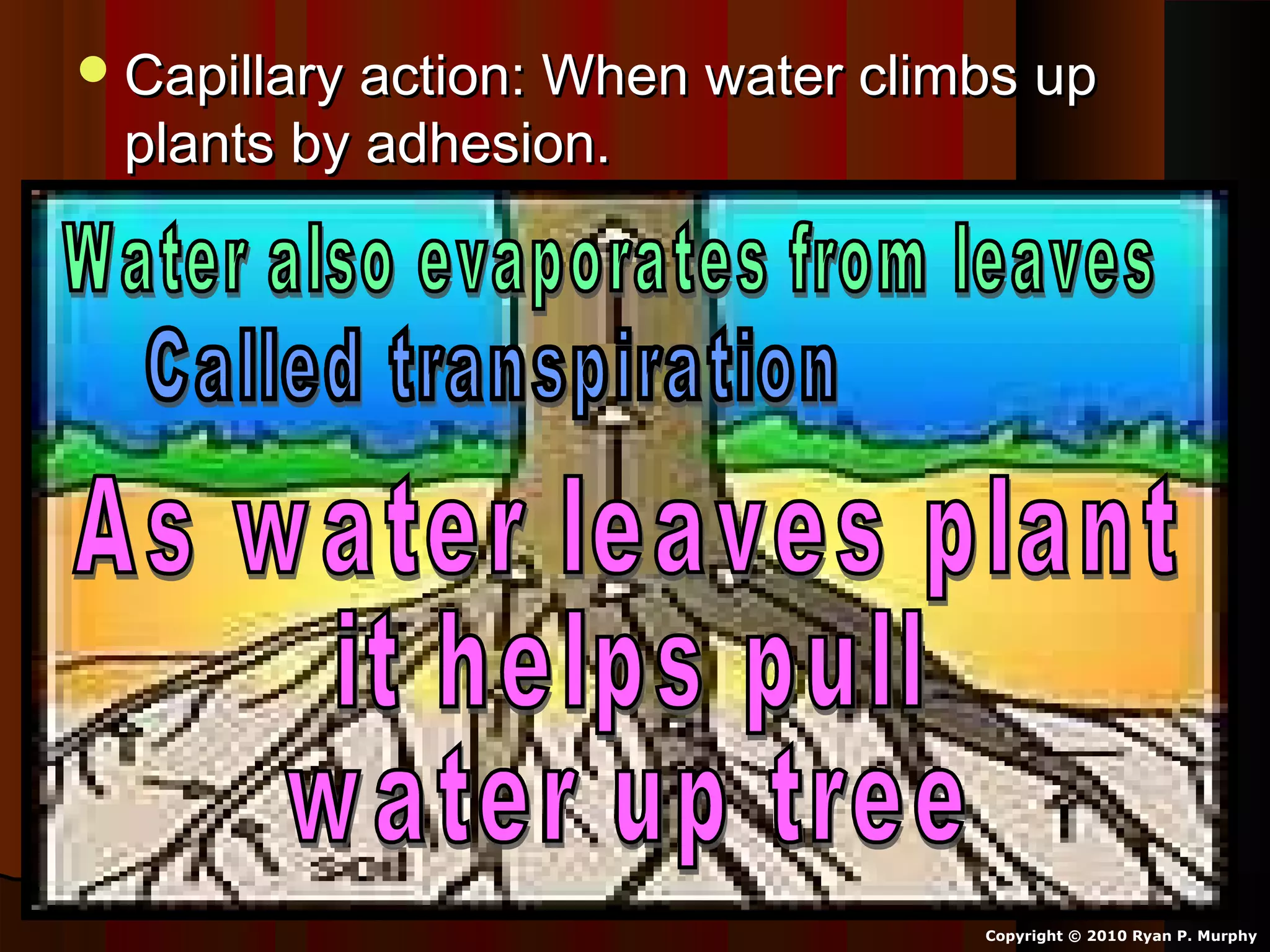 Capillary action: When water climbs upCapillary action: When water climbs up
plants by adhesion.plants by adhesion.
Copyright © 2010 Ryan P. Murphy
 