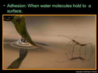 • Adhesion: When water molecules hold to a
surface.
Copyright © 2010 Ryan P. Murphy
 