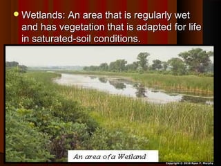 Wetlands: An area that is regularly wetWetlands: An area that is regularly wet
and has vegetation that is adapted for lifeand has vegetation that is adapted for life
in saturated-soil conditions.in saturated-soil conditions.
Copyright © 2010 Ryan P. Murphy
 