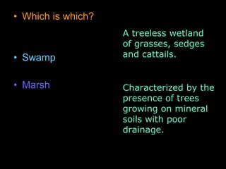 • Which is which?
• Swamp
• Marsh
A treeless wetland
of grasses, sedges
and cattails.
Characterized by the
presence of trees
growing on mineral
soils with poor
drainage.
 