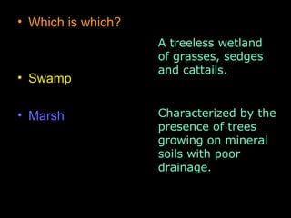• Which is which?
• Swamp
• Marsh
A treeless wetland
of grasses, sedges
and cattails.
Characterized by the
presence of trees
growing on mineral
soils with poor
drainage.
 