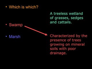 • Which is which?
• Swamp
• Marsh
A treeless wetland
of grasses, sedges
and cattails.
Characterized by the
presence of trees
growing on mineral
soils with poor
drainage.
 