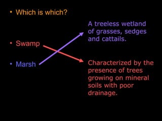 • Which is which?
• Swamp
• Marsh
A treeless wetland
of grasses, sedges
and cattails.
Characterized by the
presence of trees
growing on mineral
soils with poor
drainage.
 