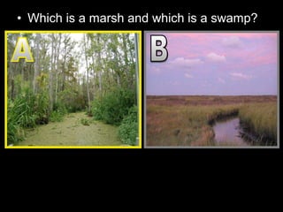 • Which is a marsh and which is a swamp?
 