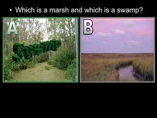 • Which is a marsh and which is a swamp?
 